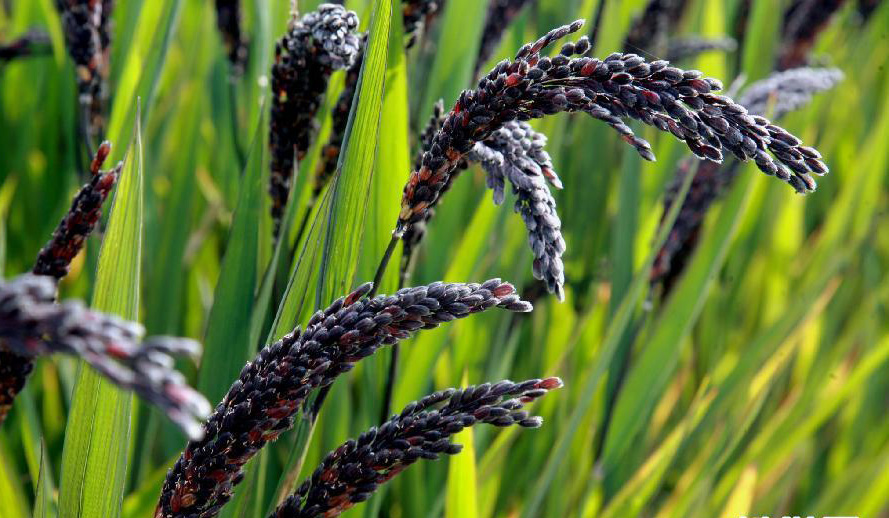 黑米枸杞泥鳅 冬季养肾补肾常吃6种食物